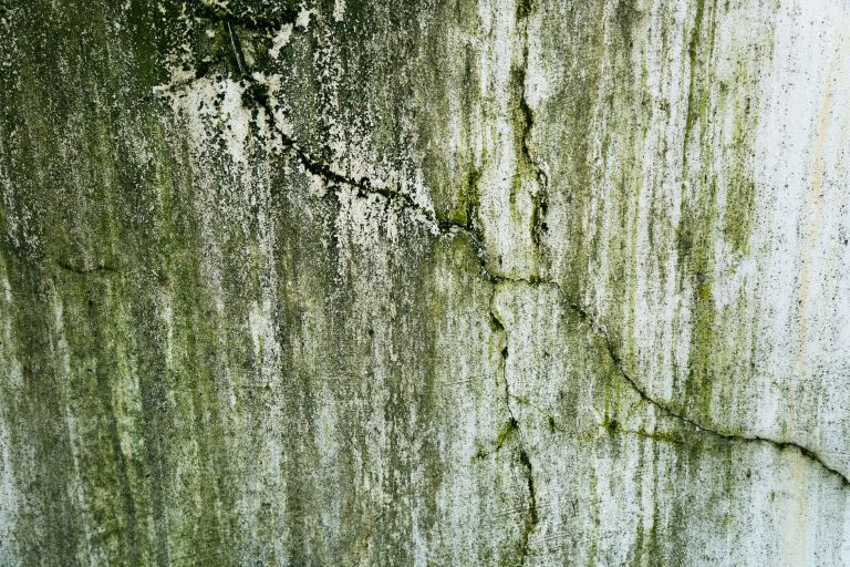 Every Season Brings Its Own Mold Threat to Gettysburg Homes