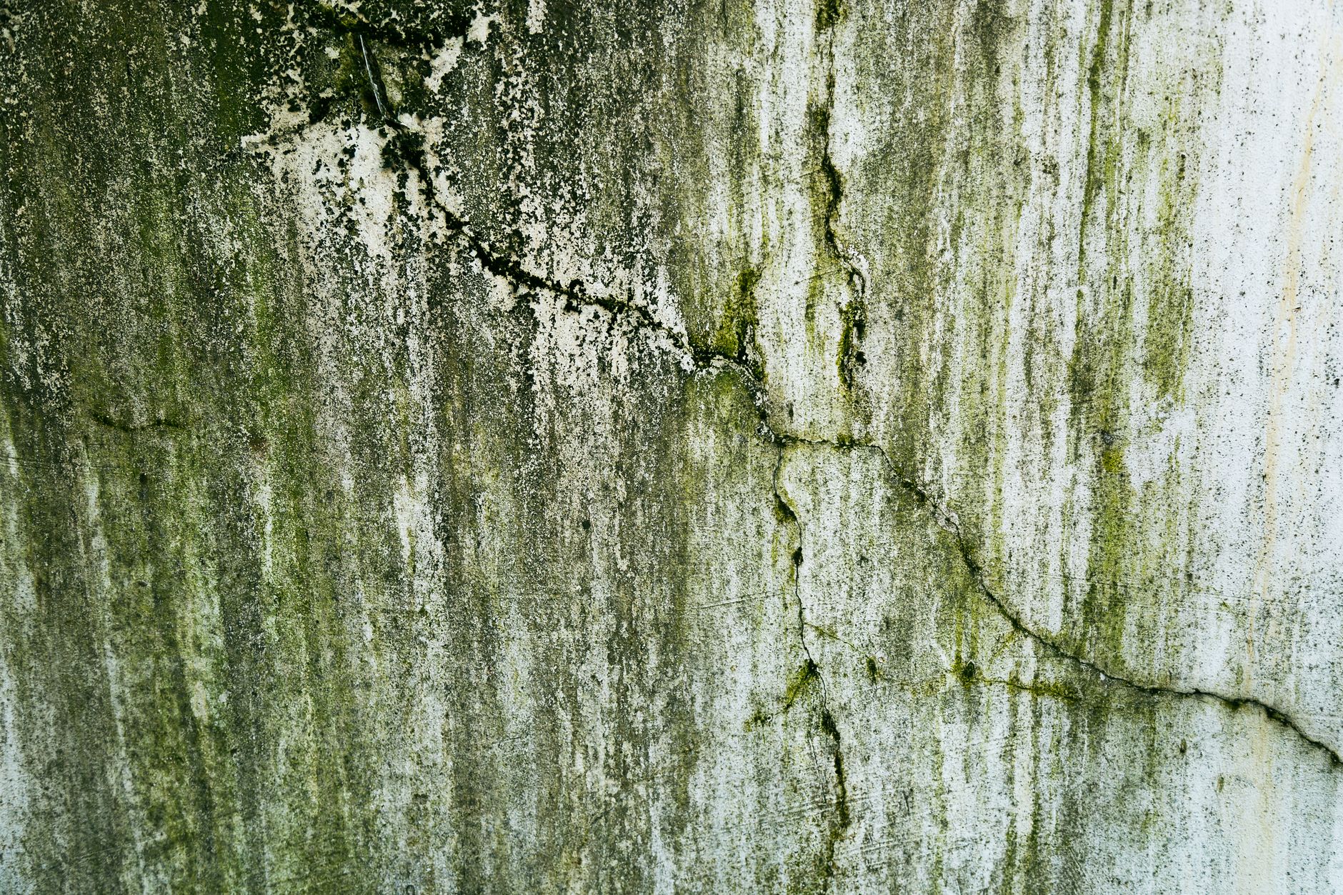 Every Season Brings Its Own Mold Threat to Gettysburg Homes